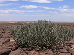 Euphorbia vulcanorum Marsabit severne 39km GPS175 Kenya 2012_PV0872.jpg